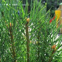 Полдень :: Hope Полдень :: Hope