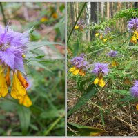 Цветы лесные :: Татьяна Машошина