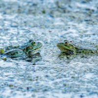 Про Питерское лето :: Владимир Колесников