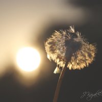 *** :: Елена Kазак (selena1965)