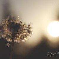 *** :: Елена Kазак (selena1965)