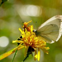 из снятого сегодня 1 :: Александр Прокудин