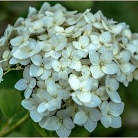 Вечерело :: Aquarius - Сергей Вечерело :: Aquarius - Сергей