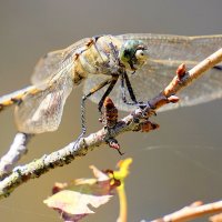 из снятого сегодня 5 :: Александр Прокудин