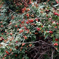 Шиповник уродился. :: Александр Чеботарь Шиповник уродился. :: Александр Чеботарь