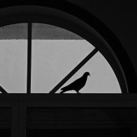 Голубь в окне :: Мария Яковлева