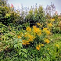 Золотарник :: Veera V