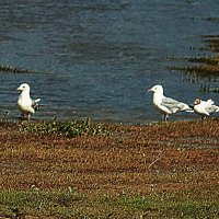 Август... Сизые чайки на берегу Юганской Оби. :: Владимир 