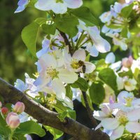 За  нектаром :: Валентин Семчишин