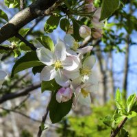 Весенние цветы :: Валентин Семчишин Весенние цветы :: Валентин Семчишин