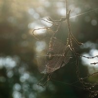 Вот и осень, господа... :: Галина Кан