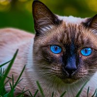 Сиамская кошка :: Aleksey Afonin