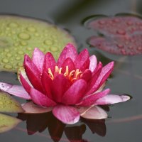 Лето в Ботаническом... Июль. :: Наташа *****