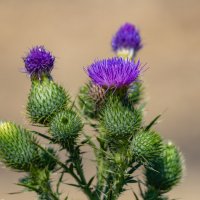 Чертополох... :: Александр Посошенко