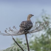 - :: юрий макаров - :: юрий макаров