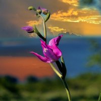 Вечер на Волге. :: Анатолий Уткин