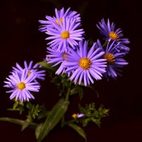 Цветы :: Анатолий Уткин