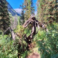 Алтай :: Андрей Л. В.