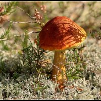 Царский гриб :: Aleksandr Gal