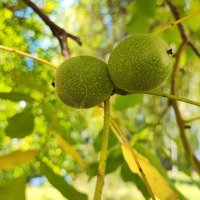 ,,, :: Сергей Тимоновский