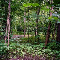 В лесопарке :: Владимир Кроливец