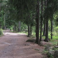 Лесная дорога :: Александр Ильчевский Лесная дорога :: Александр Ильчевский