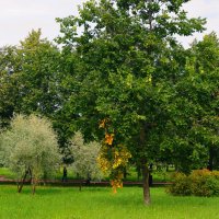 ОСЕННИЙ ЗВОНОЧЕК :: Виктор Никитенко ОСЕННИЙ ЗВОНОЧЕК :: Виктор Никитенко