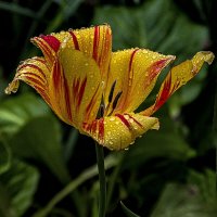 *** :: Александр 