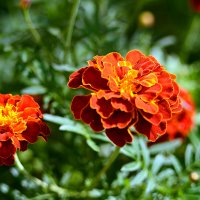 Бархатцы :: Геннадий Супрун Бархатцы :: Геннадий Супрун