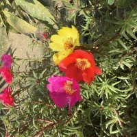 Партулак. :: Валентина .