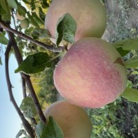 Яблочки :: Валентина .