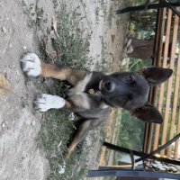 Джульетта, а по простому Жуля) :: Валентина .