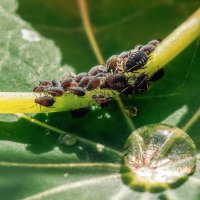 Тля :: Владимир Колесников Тля :: Владимир Колесников