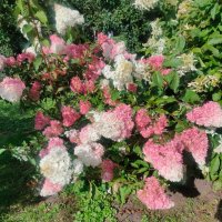 В Ботаническом саду :: Ирэн 