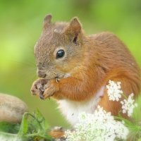 Завтрак :: Вячеслав Минаев