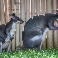 Кунгуру :: Андроник Александр Кунгуру :: Андроник Александр