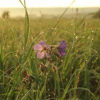 Герань полевая :: Валентина 