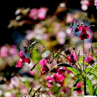 из снятого вчера  2 :: Александр Прокудин