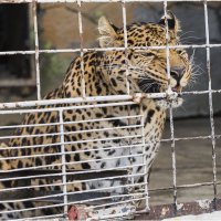 Леопард :: Александр Ширяев