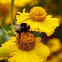 Мохнатый шмель :: Юрий. Шмаков