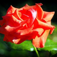 они на радость нам даны :: Олег Лукьянов