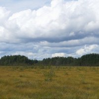 Эко-тропа "Сестрорецкое болото" :: zavitok *