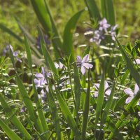 "Будет апрель!" Ю.Левитанский :: Syntaxist (Светлана) "Будет апрель!" Ю.Левитанский :: Syntaxist (Светлана)