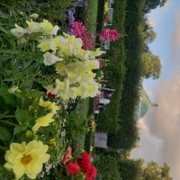 Львиный зев :: Сапсан 