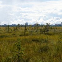 на горизонте Сестрорецк :: zavitok *