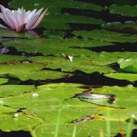 *** :: Елена Kазак (selena1965)