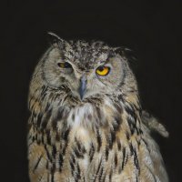 Устала :: Овсечук Мария 