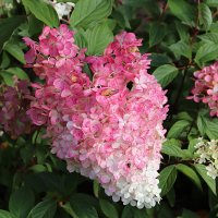 В лучах вечернего солнца :: Любовь Сахарова В лучах вечернего солнца :: Любовь Сахарова