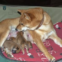 Кто-то наелся, а кому-то ещё мало :: Валерий Иванович