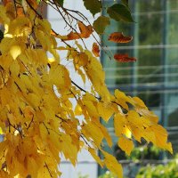 Скоро Осень... :: Николай Саржанов